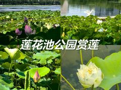 -莲花池公园