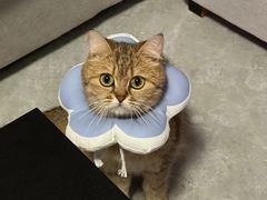 -瑞派旺宝宠物医院·犬猫全科综合·尿道专科(莲兴院)