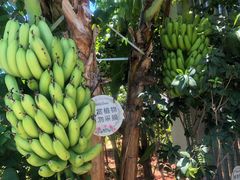 -马大胡子清真西北菜