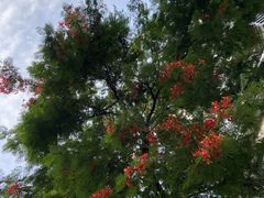 -广州市越秀区育才实验学校