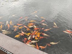 -滕州微山湖红荷湿地景区