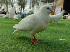 -长白岛森林公园