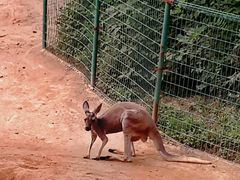 -石家庄市动物园