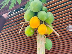 -西双版纳基诺山寨