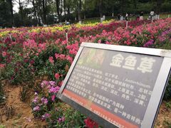 -松山湖梦幻百花洲