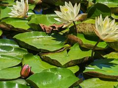 -阿西娅食府(中关村店)