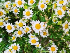 -植物学家的女儿(北马道巷店)