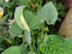 -北京植物园-展览温室