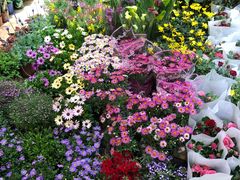 -双季花艺园艺市场(浦东店)