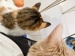 -平行世界·猫咖(首经贸店)