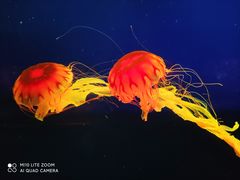 -西安曲江海洋极地公园