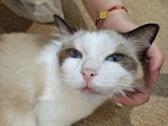 -COLOR PETS 撸猫馆·购猫·猫咖(长风大悦城店)