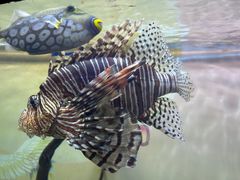 -烟台海昌鲸鲨海洋公园