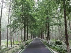 -合肥滨湖国家森林公园