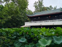 -桂湖森林公园