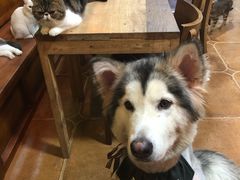 -李小姐の猫咖啡馆(五角场店)