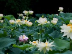 -沐仙湖湿地公园