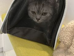 -艾吉宠物医院·疑难杂症转诊中心·猫友好(碧江路院)