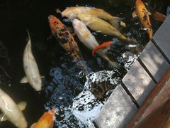 -上海大自然野生昆虫馆(东方明珠·爬宠昆虫探索中心)