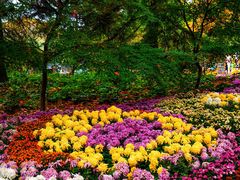 -上海共青森林公园