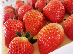 -建德果蔬乐园绪塘草莓基地