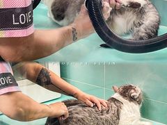 -猫宠乐园·专业洗护