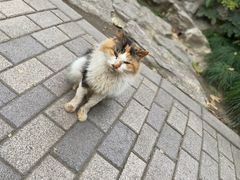 -静安公园(静安寺街道)