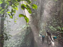 -西双版纳原始森林公园