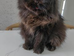 -喵园·猫主题咖啡厅·撸猫·猫咖(国贸店)