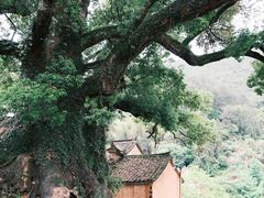 -杨家堂村