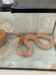 -Moni星球萌宠·小马宝莉·灵蛇·高端高阶全萌宠互动体验俱乐部(红豆国际广场店)