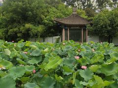 -莲湖公园