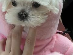 -宠颐生宠物医院·犬猫全科·皮肤科(商业街店)