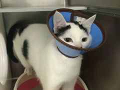 -骐奇宠物诊疗中心(南亭公路店)