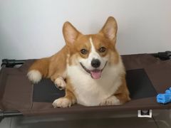 -瑞派旺宝宠物医院·犬猫全科综合·尿道专科(莲兴院)