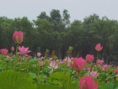 -东郊湿地公园