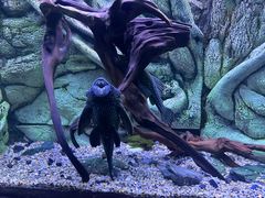 -上海海洋水族馆