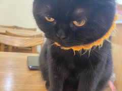 -滚猫咖啡·猫咖·猫友好撸猫(未来城店)