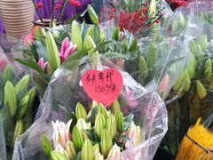 -曲阳花鸟市场(曲阳路店)