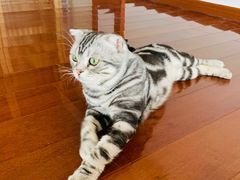 -Catmate·猫肥家润(金润铂宫店)