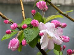 -海棠花溪(元大都城垣遗址公园)