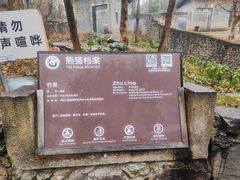 -都江堰中华大熊猫苑