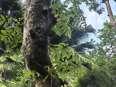 -云溪植物园