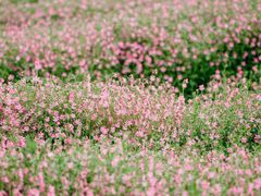 -花开海上生态园