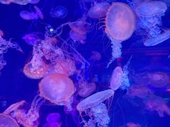 -上海海昌海洋公园