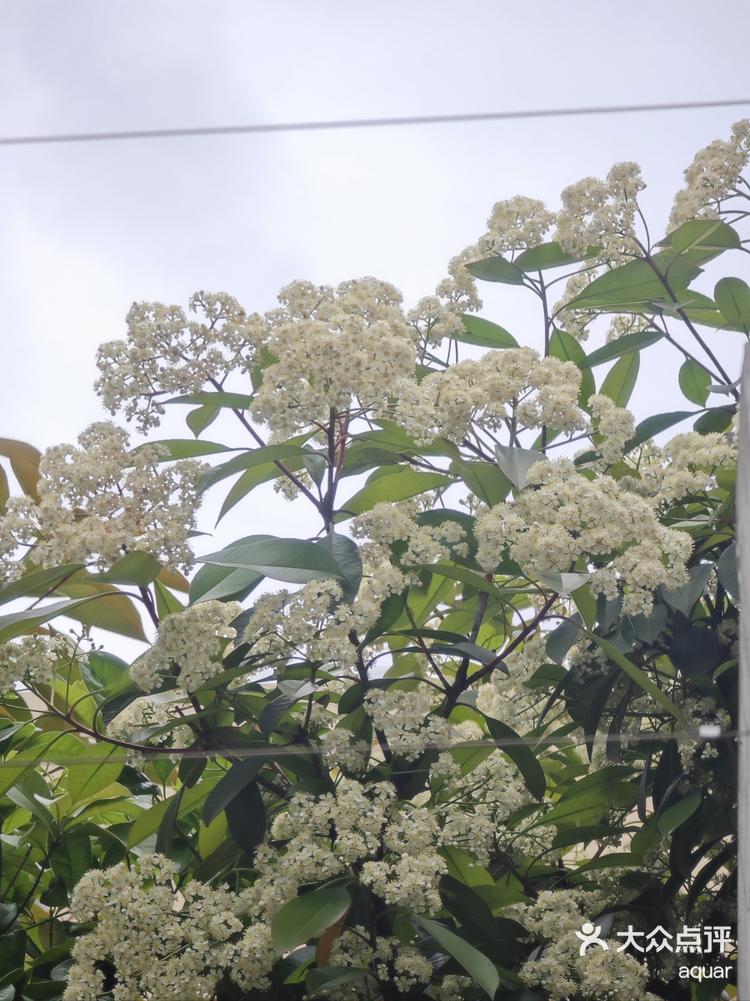 石楠花未开花图片