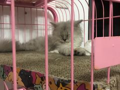 -瑞鹏宠物医院·骨科·猫科·内科(第一中心)