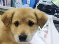 -瑞派宠物医院·中兽医专科(中央商城分院)