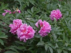 -国家植物园南园