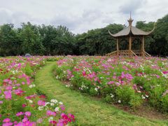 -上海滨江森林公园